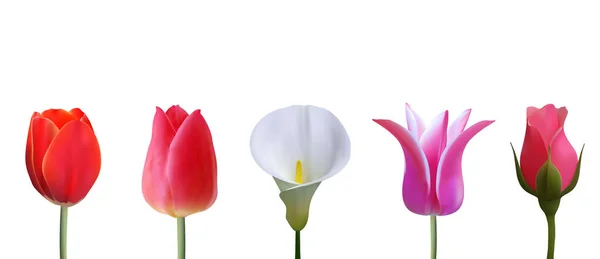 Coleção vetorial de flores plantas, tulipa, lírio, rosa em estilo realista — Vetor de Stock