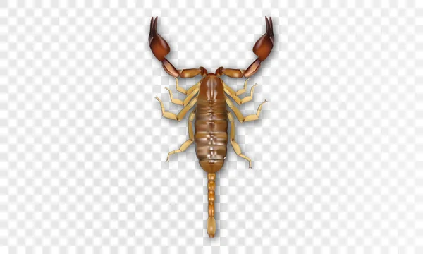 Scorpion reális ikon. Vektor realizmus 3D Scorpion. — Stock Vector