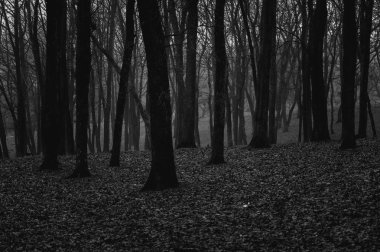 Aokigahara Japonya'da. Kasvetli gizemli orman