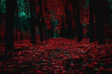 Dnipropetrovsk. Sonbahar ateşli yaprak sonbaharda park