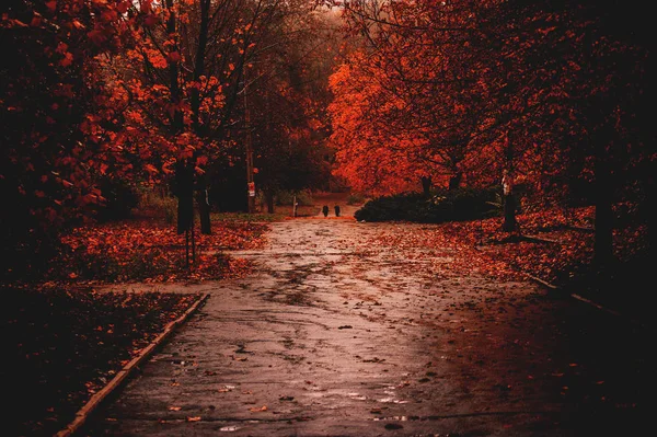 Dnepropetrovsk Ukraine Autumn Evening Road Rain Park — Stock Photo, Image