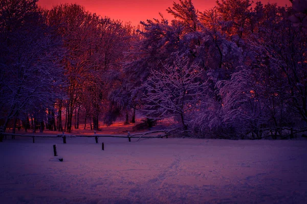 Nuances Coucher Soleil Rose Dans Une Forêt Hiver — Photo