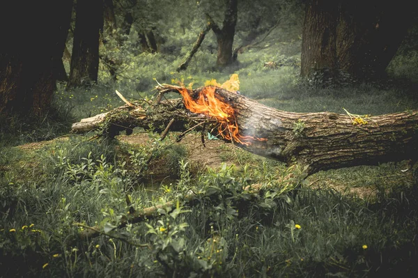 Été Brûler Arbre Dans Forêt — Photo
