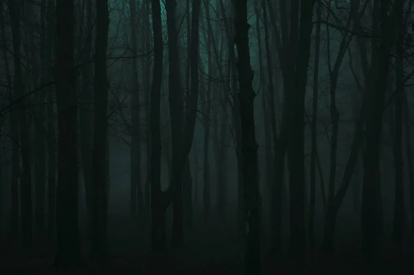 Aokigahara Japon Forêt Mystérieuse Sombre — Photo