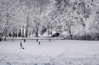 Karlı kış gün ormanda. Dnepropetrovsk, Ukrayna