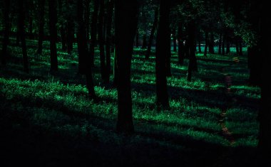 Ormanda geçen güneş ışınlarının sulu yeşil çimen