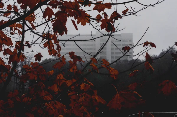 Autunno Nebbioso Giorno Pioggia Città — Foto Stock
