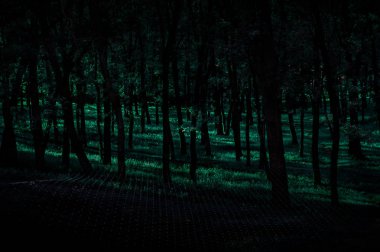 Aokigahara, Japonya. Gizemli yaz orman güneşin