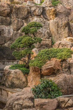 Kırım 'da ağaçları olan güzel bir manzara.