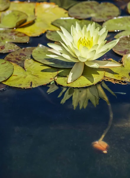 Immagine Belle Ninfee Bianche Acqua Fiume — Foto Stock