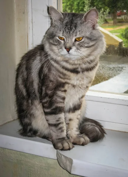 Retrato Gran Gato Siberiano Mármol Negro Plata Sentado Alféizar Ventana — Foto de Stock