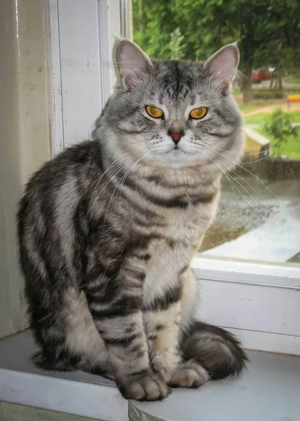 坐在窗台上的大型黑色和银色大理石西伯利亚猫肖像 — 图库照片
