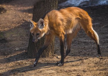 Sıska kırmızı tilki uzun siyah ayak üzerinde görüntü
