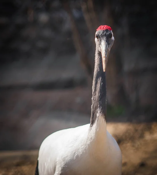 Portrait Gros Plan Grand Oiseau Blanc Long Col Rouge Gros — Photo