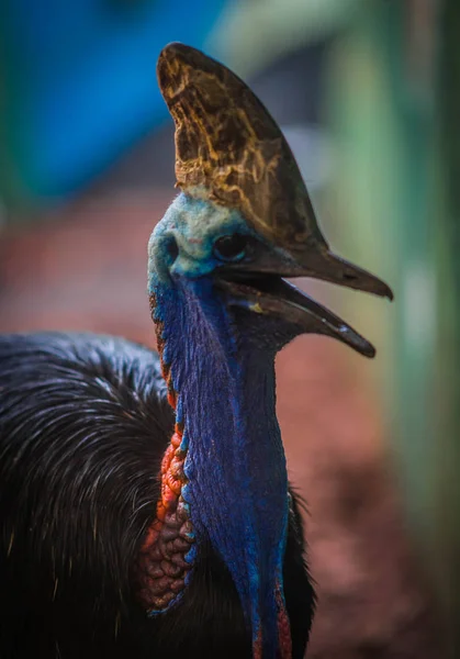 Detail Portrét Světlé Barevné Krásný Pták Cazuar — Stock fotografie