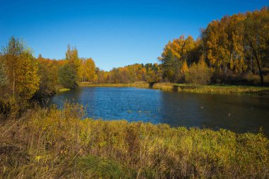 Altın Sonbahar suretinde Moscow region, Rusya Federasyonu