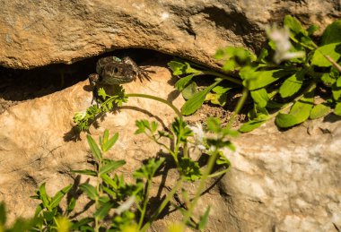 Kertenkele Mycenae Yunanistan Peloponnese üzerinde Antik Yunan mezar kalıntıları üzerinde