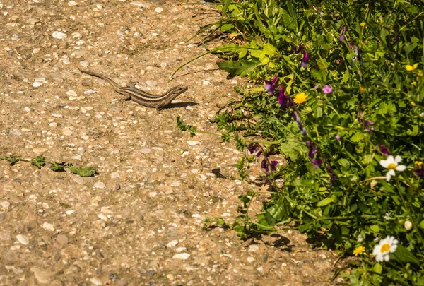 Lizard Ruins Ancient Greek Tomb Mycenae Peloponnese Greece — Stock Photo, Image