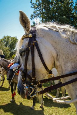 Lisbon, Portekiz - 19 Temmuz 2009 at geçit Lizbon Portekiz