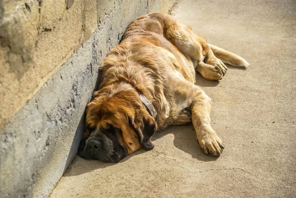 Image of big sleeping red dog on sidewalk in  Spanish village