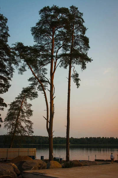 Bild Von Kiefern Bei Sonnenuntergang Der Nähe Blauer Seen Russland — Stockfoto