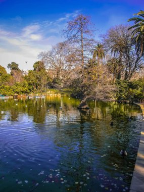 Garip ağaçlar ve yansımaları İspanya Barcelona'da Ciudadella parkta güzel göl