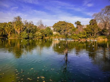 Garip ağaçlar ve yansımaları İspanya Barcelona'da Ciudadella parkta güzel göl