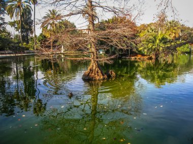 Garip ağaçlar ve yansımaları İspanya Barcelona'da Ciudadella parkta güzel göl