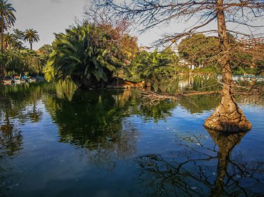 Garip ağaçlar ve yansımaları İspanya Barcelona'da Ciudadella parkta güzel göl