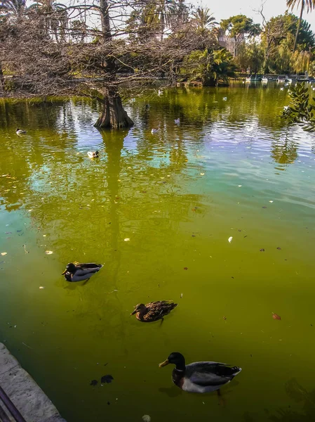Hermoso Lago Con Árboles Extraños Sus Reflejos Parque Ciudadella Barcelona — Foto de Stock