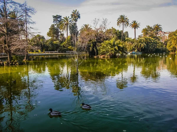 美しい湖と奇妙な木そしてスペインのバルセロナのシウタデラ公園での反射 — ストック写真