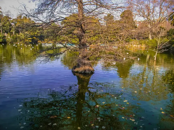 Hermoso Lago Con Árboles Extraños Sus Reflejos Parque Ciudadella Barcelona — Foto de Stock
