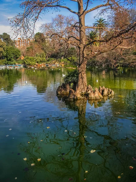 Beautiful lake with strange trees and their reflections in the Ciudadella Park in Barcelona in Spain