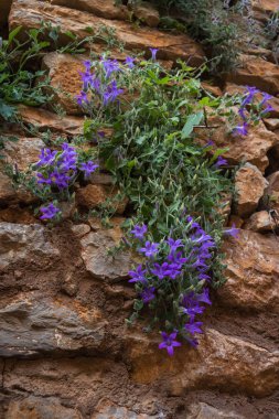 Bitkiler ve çiçekler Napflion Yunanistan Peloponnese üzerinde antik kale kalıntıları üzerinde