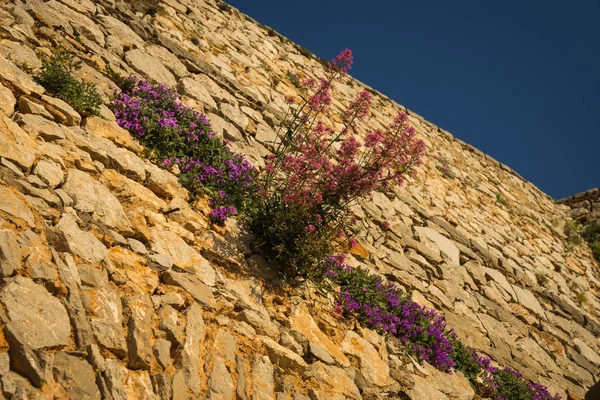 Plantas Flores Ruinas Antigua Fortaleza Napflion Peloponeso Grecia —  Fotos de Stock