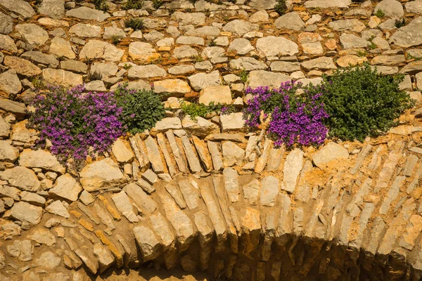 Bitkiler Çiçekler Napflion Yunanistan Peloponnese Üzerinde Antik Kale Kalıntıları Üzerinde — Stok fotoğraf