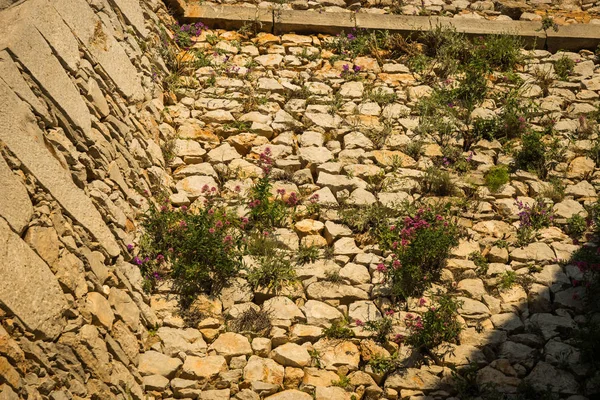 Planten Bloemen Ruïnes Van Oude Vesting Napflion Peloponnesos Griekenland — Stockfoto