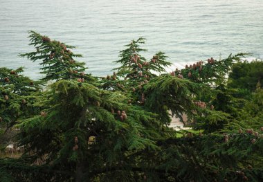 Kırım 'daki Aivazovsky Parkı' ndaki yeşil bitkilerin görüntüleri