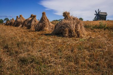 Doğal görüntü Sheaves ve Rusya'da Karelya sarı sonbahar alanları