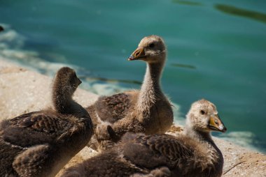 Kabarık gri gençler ducklings gölde görüntüsünü