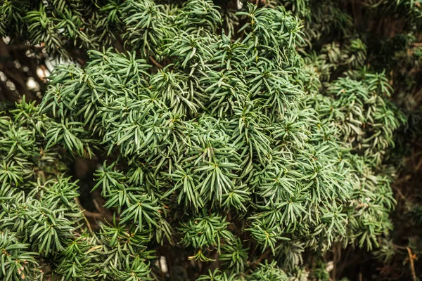 克里米亚Aivazovsky公园的绿色植物图像 — 图库照片