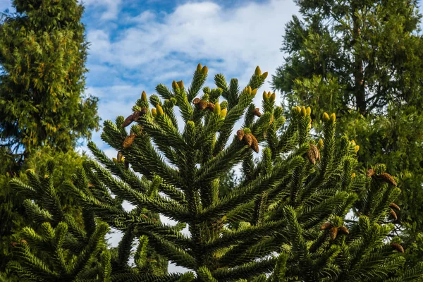 Imagem Plantas Verdes Parque Aivazovsky Crimeia — Fotografia de Stock