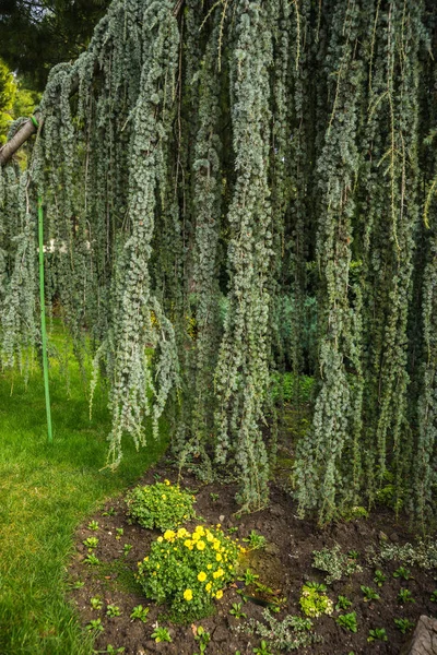 Image Plantes Vertes Dans Parc Aivazovsky Crimée — Photo