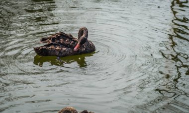 Siyah Kuğu Rusya'da bir havuzda yüzme görüntüsünü