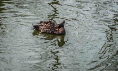 Siyah Kuğu Rusya'da bir havuzda yüzme görüntüsünü