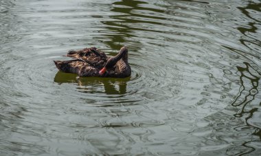 Siyah Kuğu Rusya'da bir havuzda yüzme görüntüsünü