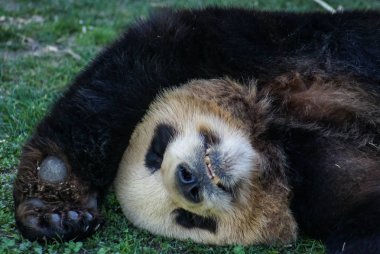 Büyük siyah-beyaz (vazgeçmek kadar pençeleri ile uyuyan ayı panda görüntüsünü)