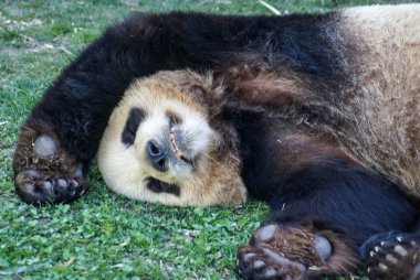 Büyük siyah-beyaz (vazgeçmek kadar pençeleri ile uyuyan ayı panda görüntüsünü)