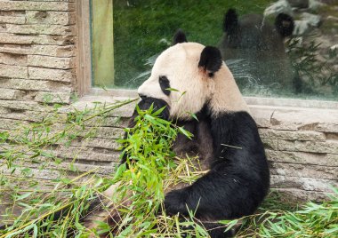 Görüntü aç dev siyah beyaz bambu yemek ayı panda