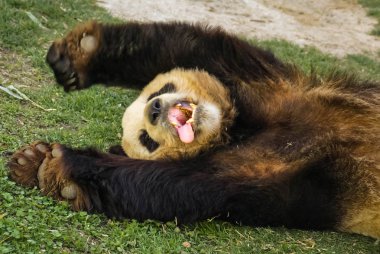 Büyük siyah-beyaz (vazgeçmek kadar pençeleri ile uyuyan ayı panda görüntüsünü)